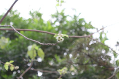 Broussonetia papyrifera